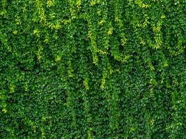 verde folhas parede fundo e Casamento pano de fundo. foto