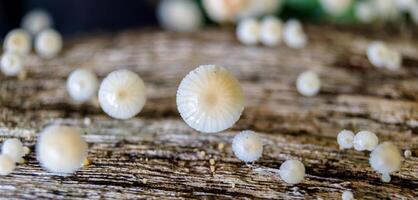 fungo, fungos, cogumelo pequeno Muito de crescendo em madeira foto