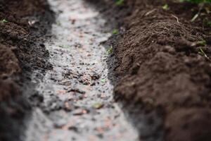 cenoura sementes mentira em a terra dentro uma linha foto