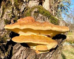 Laetiporus enxofre, enxofre pólipo é tipo do cogumelo este cresce em árvores foto