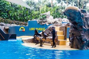 loro parque, tenerife, Espanha janeiro 7, 2020 mar leões mostrar dentro loro parque. foto