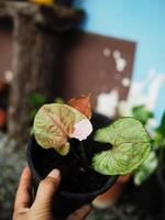 colorido do plantar varaigado branco e verde foto