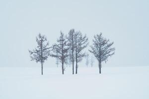 lindo suave Sete colinas árvore com neve dentro inverno estação às biei patchwork estrada. ponto de referência e popular para atrações dentro Hokkaido, Japão. viagem e período de férias conceito foto