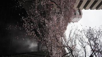 flores de cerejeira brancas. árvores de sakura em plena floração em meguro ward tokyo japan foto