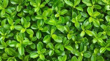ai gerado fechar acima verde cerca parede textura com pequeno folhas dentro jardim eco sempre-verde fundo foto
