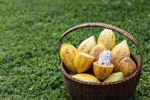 maduro cacau fruta dentro a cesta foto