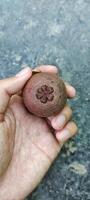 homem segurando local mangostão fruta a partir de Indonésia, parece pequeno mas muito doce. a pele do a fruta parece enegrecido Castanho. foto