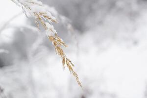 seco Relva coberto com neve, fechar-se. espiguetas seletivo foco, inverno fundo borrado. foto