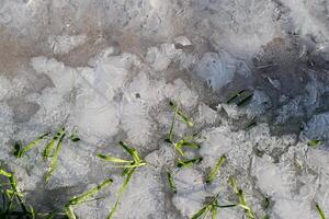 verde Relva dentro gelo, congeladas fluxo. manhã geadas. inverno fundo, cópia de espaço. foto