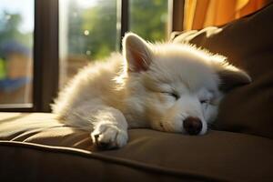 ai gerado fechar-se do uma branco fofo dormindo cachorro em uma sofá dentro de casa foto