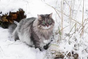 de raça pura gato sentado dentro uma monte de neve. fofo cinzento gato com verde olhos dentro a inverno floresta. foto