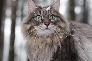 retrato coberto de neve gato com grande verde olhos. cinzento fofo gato olhando fora, inverno Nevado floresta. siberian raça. foto