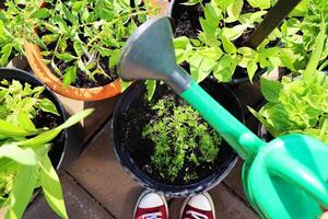 flor, tomates, cenouras, feijões crescendo dentro recipiente. mulheres jardineiro rega plantas. recipiente legumes jardinagem. vegetal jardim em uma terraço. topo Visão . foto