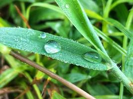 gotas de água em uma folha foto