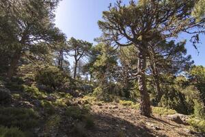 paisagens e trilhas do a lindo natureza do a serra de Cazorla, Jaén, Espanha. natureza período de férias conceito. foto