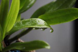 fechar acima do verde orquídea folhas com uma borrado fundo foto