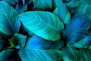 a tropical folha do espatifilo canifólio vitrines a abstrato verde textura, criando uma deslumbrante natureza fundo. foto