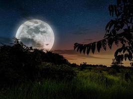 visão noturna com lua cheia com a silhueta da árvore foto