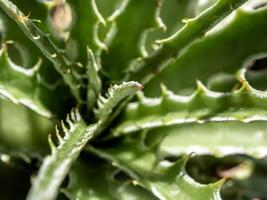 close-up de planta suculenta, espinho e detalhe nas folhas da planta de agave foto