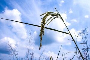 a orelha do arroz dentro a Relva campo foto