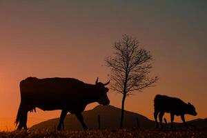 vaca silhueta dentro a Prado dentro horário de verão e pôr do sol fundo foto