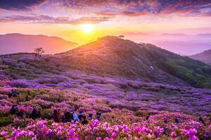 manhã e Primavera Visão do Rosa azálea flores às hwangmaesan montanha com a fundo do luz solar e nebuloso montanha alcance perto arma hapcheon, sul Coréia. foto