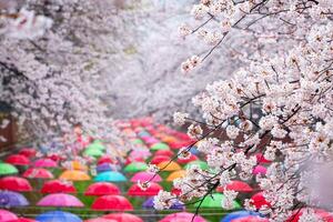 cereja Flor dentro Primavera dentro Coréia é a popular cereja Flor vendo ver, jinhae sul Coréia. foto