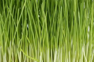 fresco verde grama de trigo talos dentro fechar acima foto