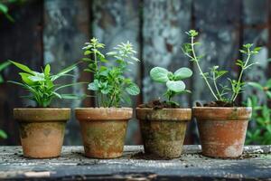 ai gerado três pequeno panelas com plantas brotando foto