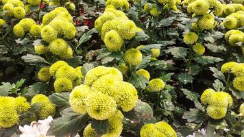 lindo hortênsia flores dentro a jardim foto