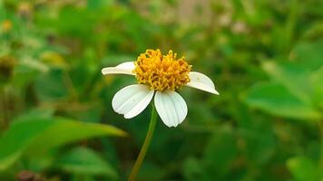 fechar acima biden pilosa ou branco flor crescendo dentro a jardim foto