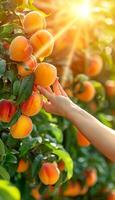 ai gerado mão segurando maduro pêssego com cópia de espaço, selecionando fruta em borrado pêssegos fundo foto