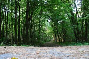 Istambul Belgrado floresta. sujeira estrada entre pinho árvores endêmico pinho árvores foto