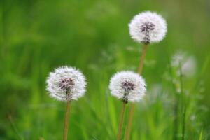 dente de leão flor em verde fundo. taraxacum foto