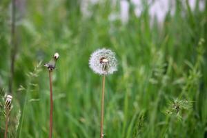 dente de leão flor em verde fundo. taraxacum foto