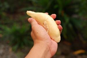 fresco durian dentro mão, durian é uma tipo do durian a partir de Tailândia foto