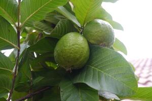 goiaba fruta em a árvore dentro a jardim com verde folhas fundo foto