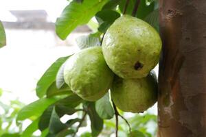 goiaba fruta em a árvore dentro a jardim com verde folhas fundo foto