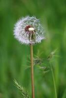 dente de leão flor em verde fundo. taraxacum foto