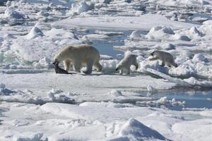 fêmea polar urso, Ursus marítimo, arrastando uma anelado selo, pusa hispida ou phoca hispida, e acompanhado de dois filhotes, Svalbard arquipélago, barents mar, Noruega foto