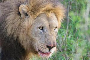 retrato do uma masculino leão, Panthera leão, Kwazulu natal província, sul África foto