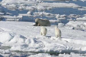 fêmea polar urso, Ursus marítimo, Caçando uma anelado selo, pusa hispida ou phoca hispida, e acompanhado de dois filhotes, Svalbard arquipélago, barents mar, Noruega foto