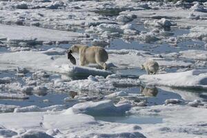 fêmea polar urso, Ursus marítimo, arrastando uma anelado selo, pusa hispida ou phoca hispida, e acompanhado de dois filhotes, Svalbard arquipélago, barents mar, Noruega foto