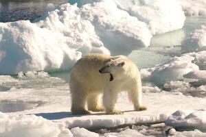 polar Urso em flutuando gelo, Davi estreito, labrador ver, labrador, Canadá foto