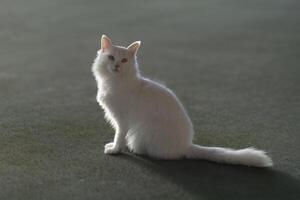 azul e amarelo ímpar olhos furgão gato, Peru foto