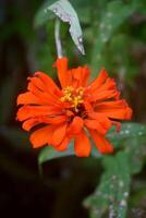 a laranja zínia flor crescendo fresco foto