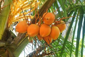 alguns fresco crescendo laranja cocos dentro a jardim foto