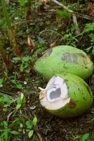 dois jovem descascado verde cocos dentro uma jardim foto
