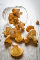 closeup de chanterelles frescos foto