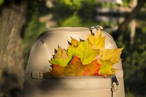 uma saco com lindo caído folhas e tricotado lenço. outono vibrações. foto